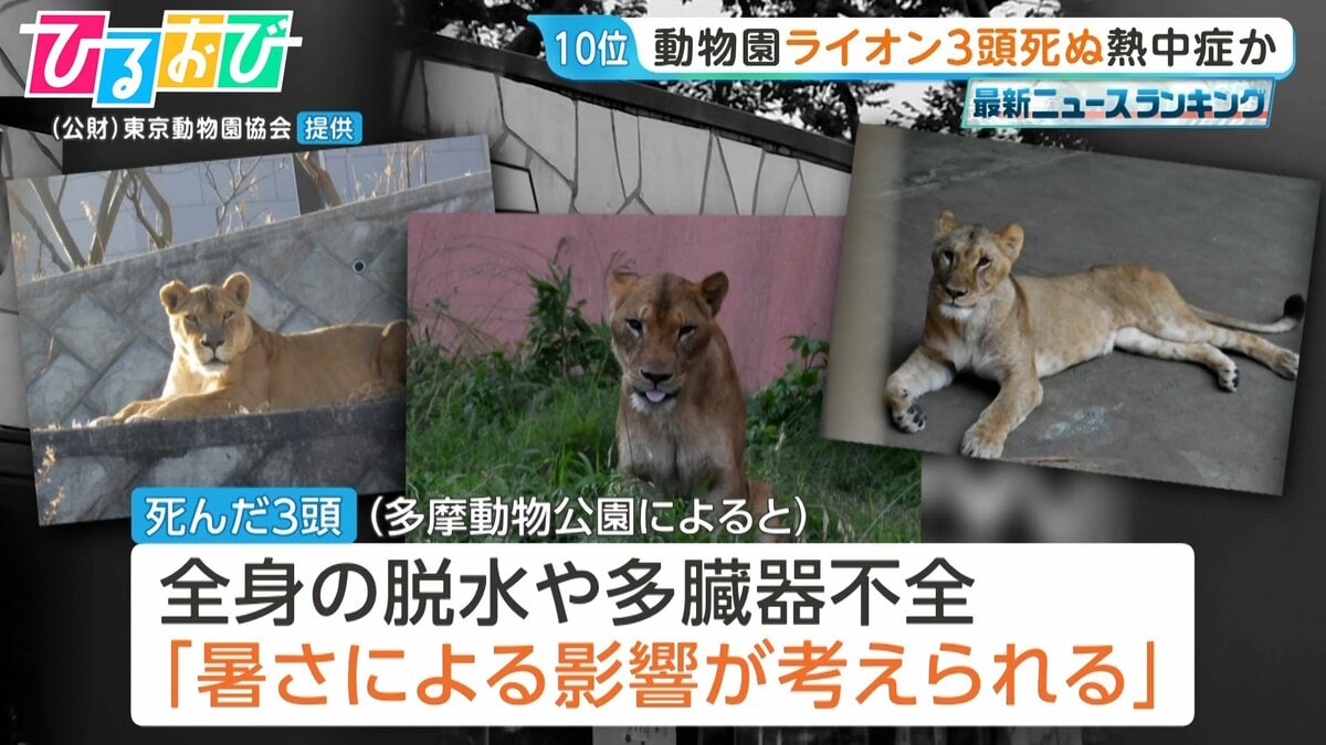 “熱中症の疑い”動物園ライオン3頭死ぬ 他3頭も治療中 スポットクーラーなど暑さ対策を強化【ひるおび】