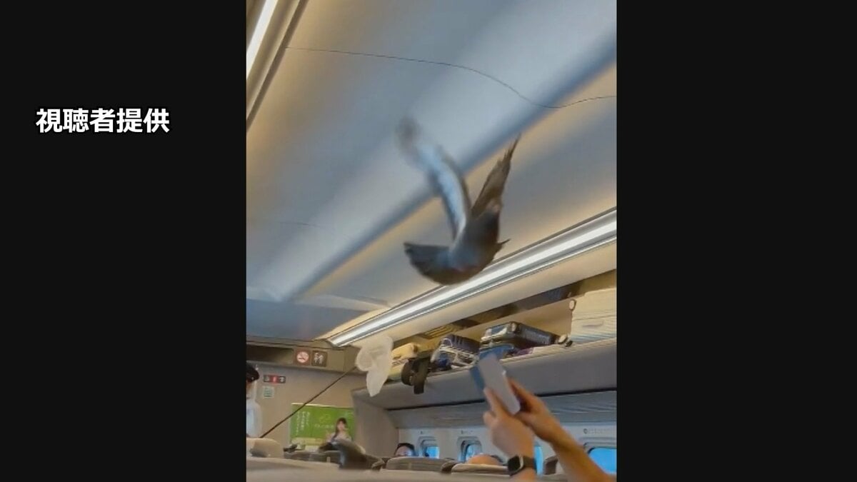 きょう8月10日は「鳩の日」 東北新幹線の車内にハトが迷い込む ハトも帰省?
