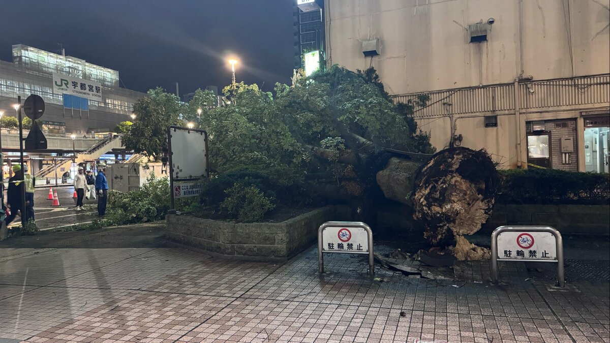 JR宇都宮駅前で10mの木倒れる けが人なし 台風15号による強風の影響か