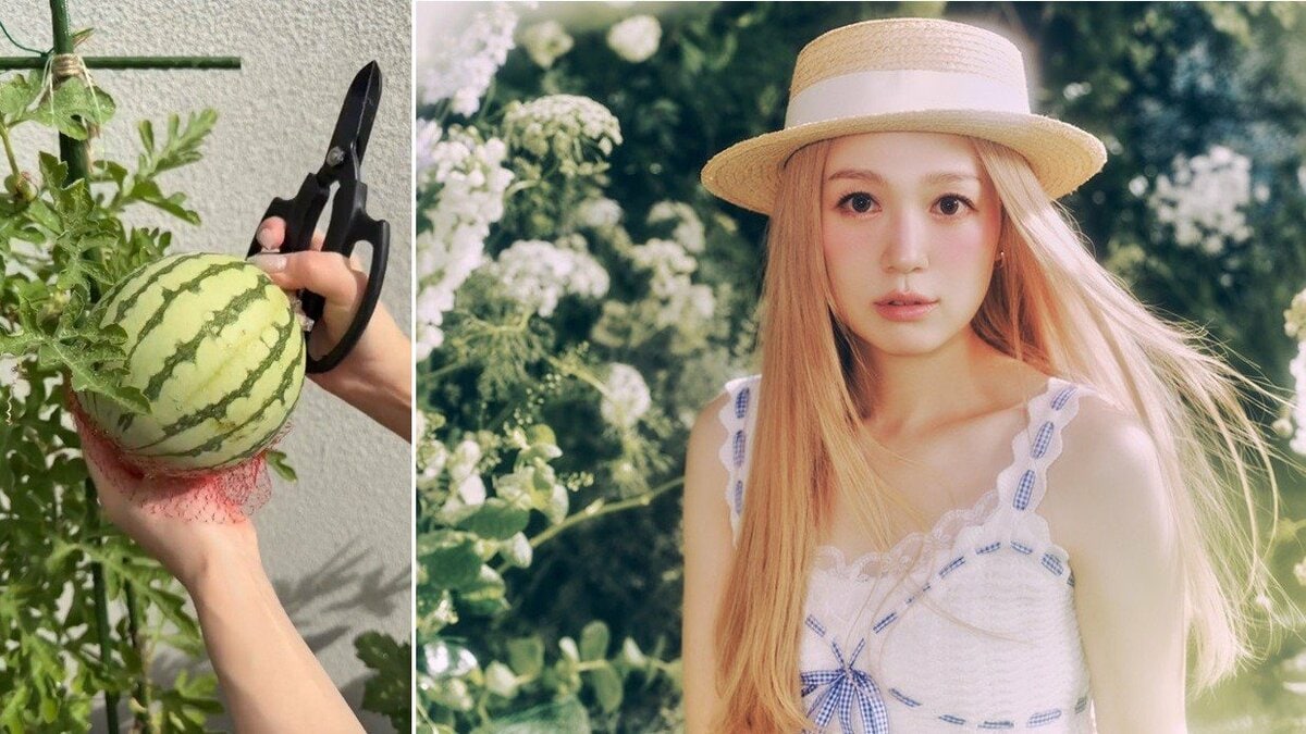 【 西野カナ 】「おいしっ」小玉スイカを〝家のベランダで収穫〟 切る時のかけ声「いきます!」にフォロワー「かわいすぎやろ」