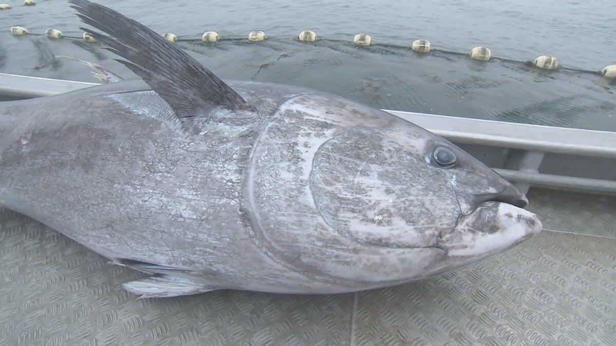 クロマグロの漁獲枠巡る交渉　18日に国際会議を再度開催へ