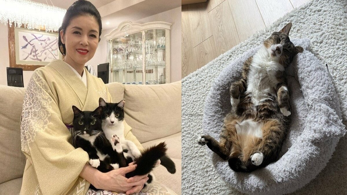 【 ねこ 】藤あや子「じゃこ天がウチの子1周年」ついに〝3猫会談に初めて参加〟フォロワー祝福「なんて嬉しい光景」