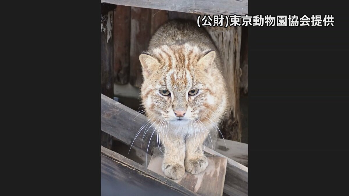 井の頭自然文化園のアムールヤマネコ2匹が相次ぎ死ぬ ほかに4匹も体調不良 暑さが原因ではない可能性