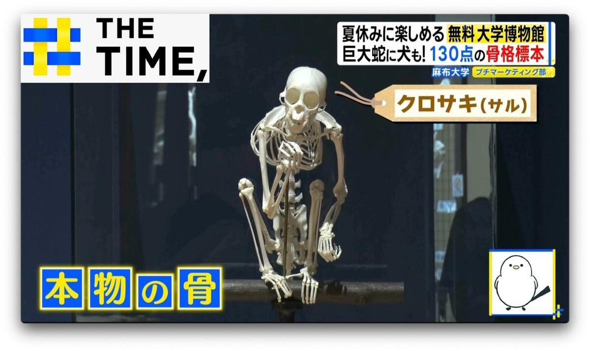 イルカに足!?“骨”で進化を実感…「骨格標本だけど動物園でもある」大学博物館【THE TIME,】