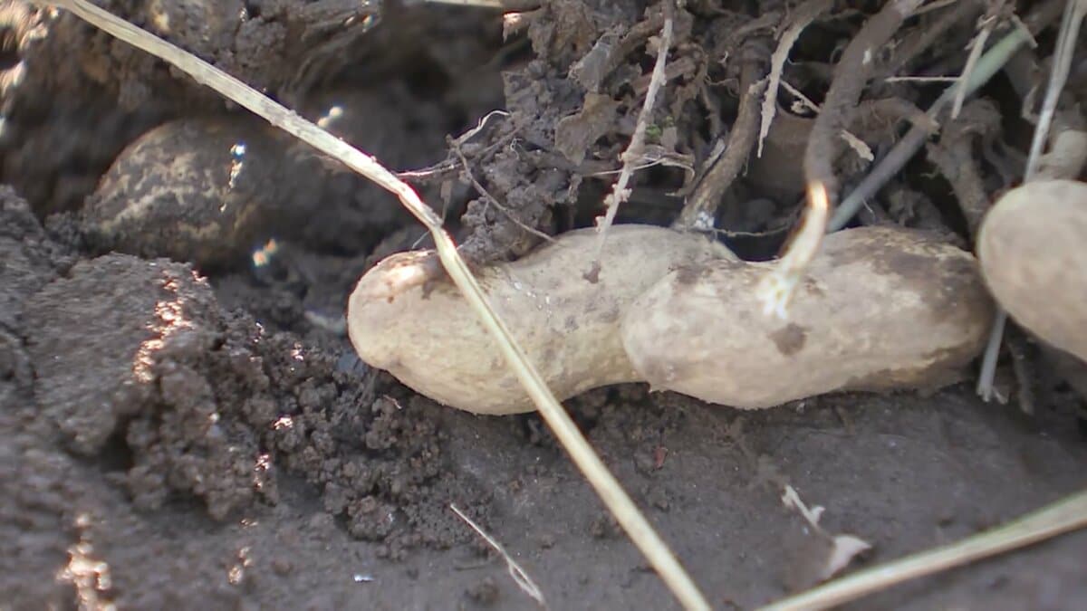 「もうダメ」千葉の名産・落花生に影響 直売所では品ぞろえに“異変” 収穫直前のコメにも甚大な豪雨被害