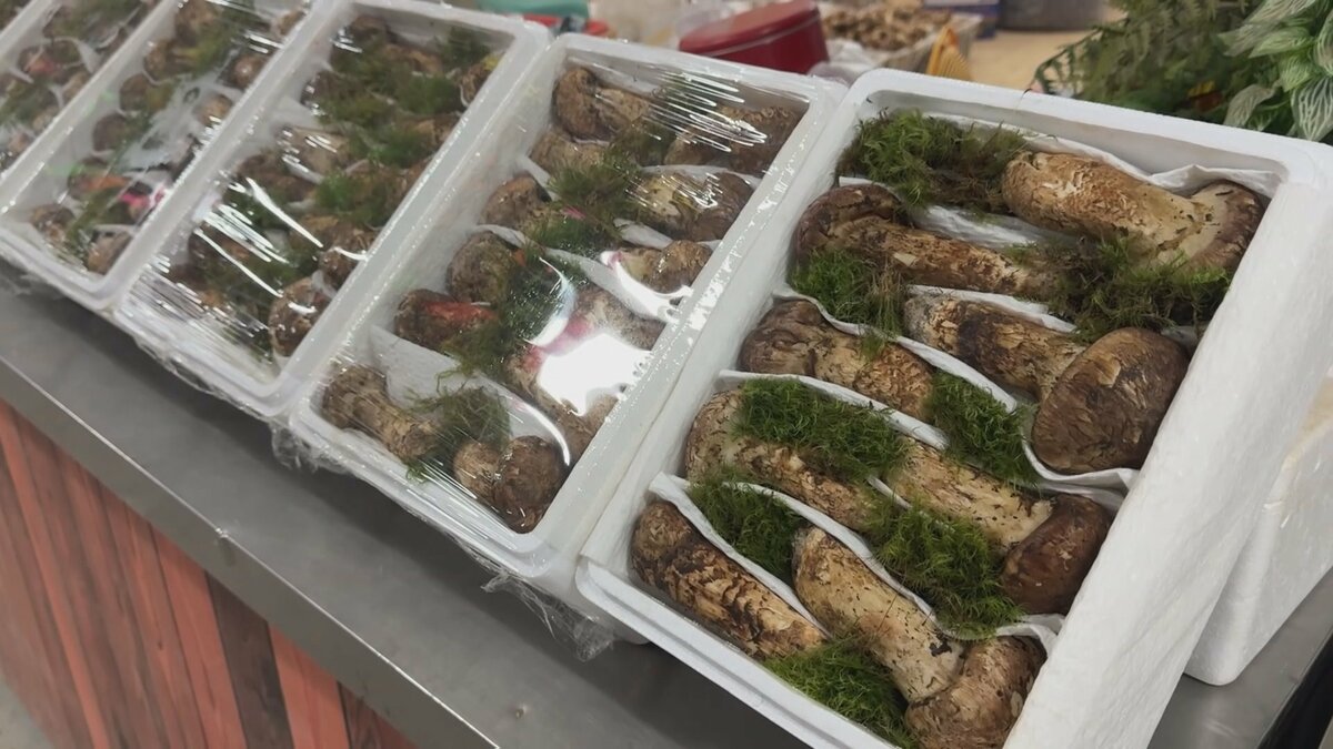 秋の味覚「マツタケ」中国で収穫ピーク 収穫から36時間で日本へ