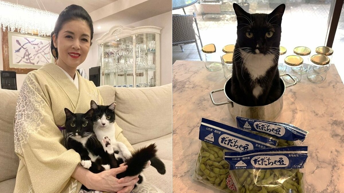 【 ねこ 】藤あや子の愛猫「マル」が〝尾行マン〟〝鍋で正座〟おとぼけマイペースで飼い主メロメロ