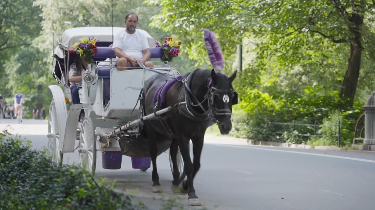 アメリカ・NYセントラルパークから「観光馬車」が消える?150年続く名物で初の死者 「廃止」めぐり賛否 今月(9月)にも法案審議へ