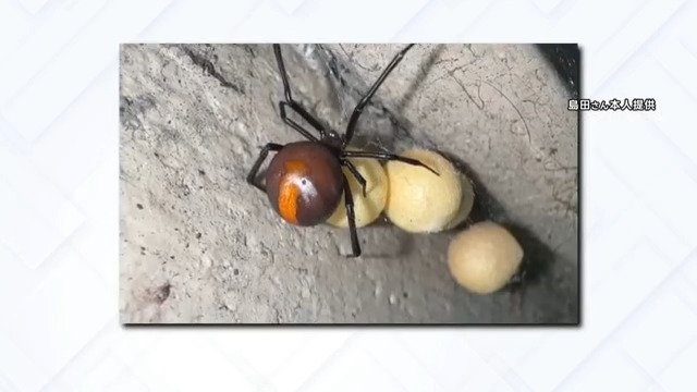 都内でも発見… 猛毒“セアカゴケグモ”   遭遇したときの対処法は【THE TIME,】