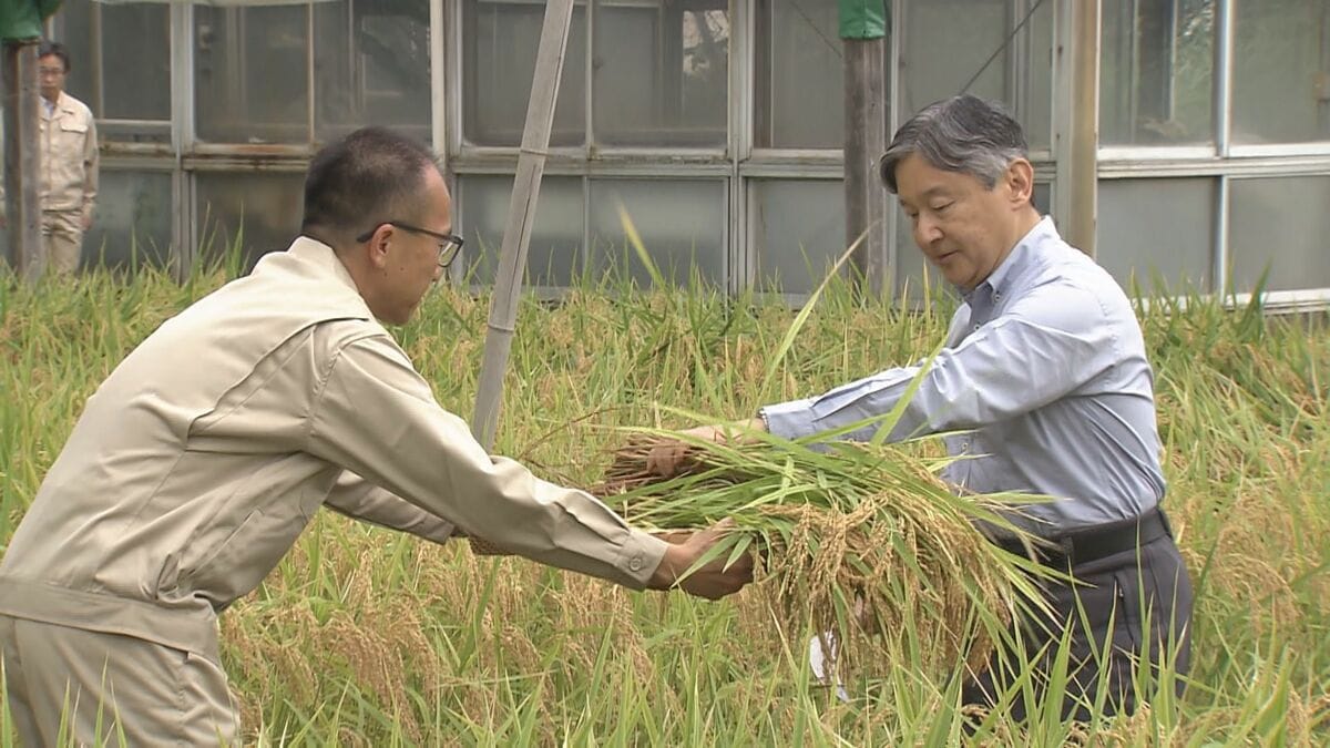 天皇陛下　皇居で毎年恒例の稲刈り　長靴姿でカマを手にしゃがんで収穫