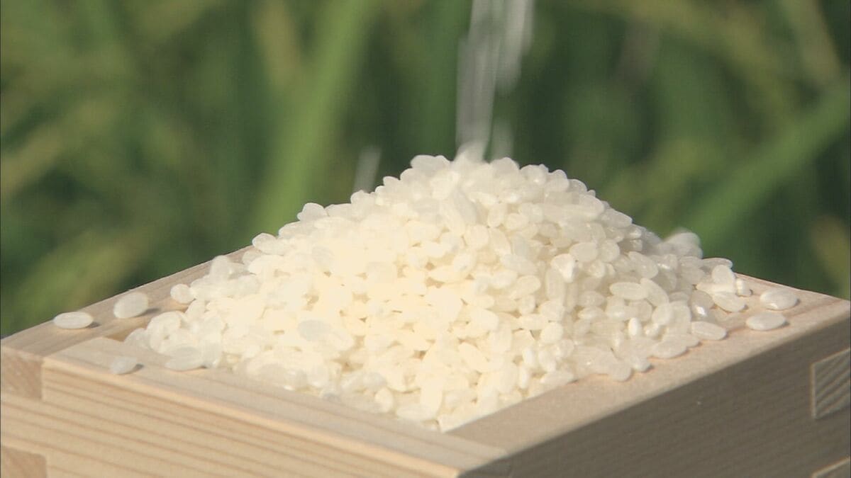 【速報】スーパーのコメ価格 およそ2年ぶりに3000円を下回る 新農水大臣「生産者にとって受け入れられない状況になりつつある」