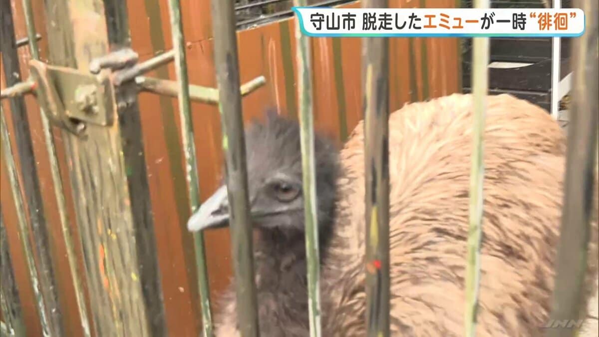 逃げた“エミュー”を捕獲　「ダチョウが徘徊している」と通報　移動動物園の関係者宅から脱走　滋賀・守山市の住宅街