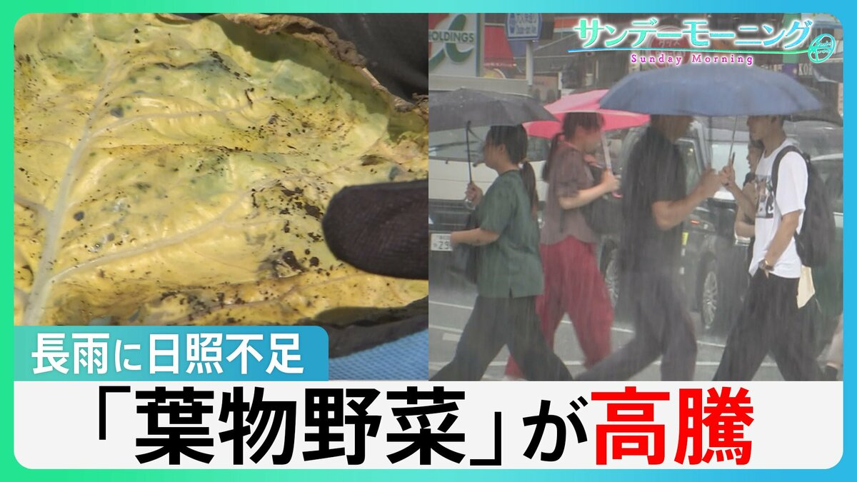 “実りの秋”襲う長雨と日照不足 レタスなど「葉物野菜」が高騰 家計に影響も…【サンデーモーニング】
