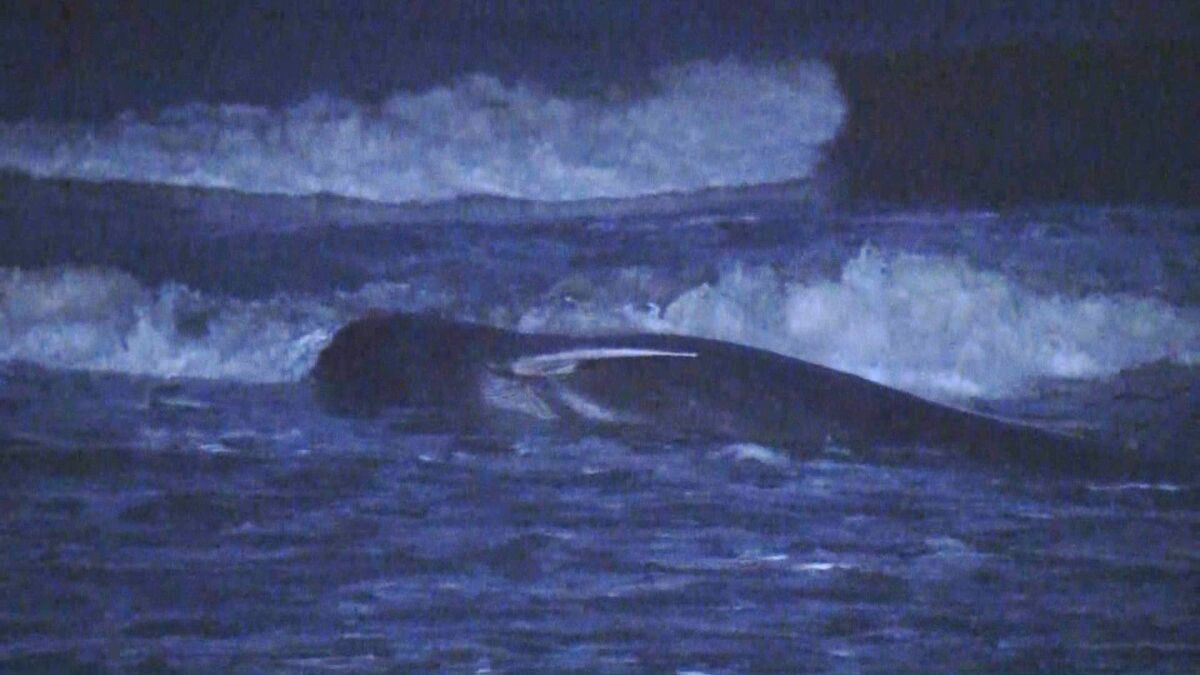 「クジラがいる」千葉・匝瑳市の浅瀬で潮を吹く姿 住民がクジラを見守る 千葉県は「生きているため対応するような状況ではない」匝瑳市では今月だけで2頭目