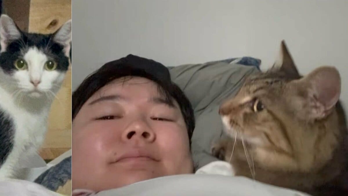 【 やす子 】保護猫3匹目「コタ」4匹目「ヘチマ」を紹介 千葉に移住し保護猫9匹と暮らす〝飼い主がお迎えに来なかった子〟など背景も説明