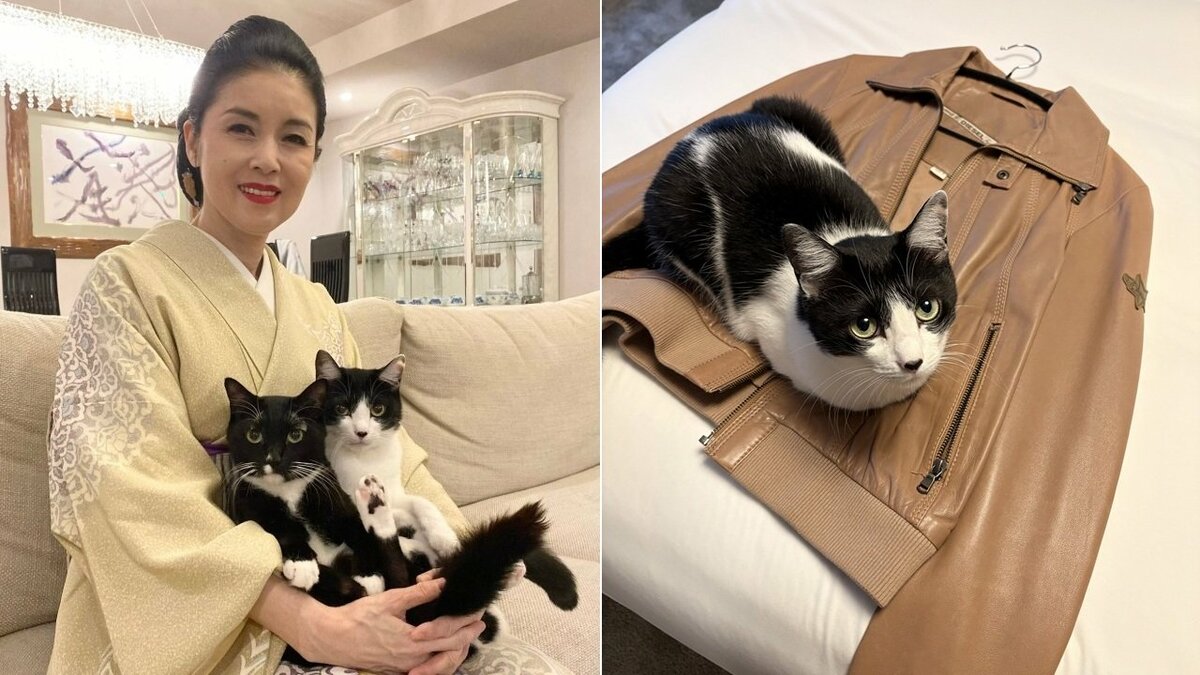 【 ねこ 】藤あや子の愛猫「オレオ」まるで秀吉 冷え始めた季節に上着の上でうずくまって「温めておきやしたぜぃ」