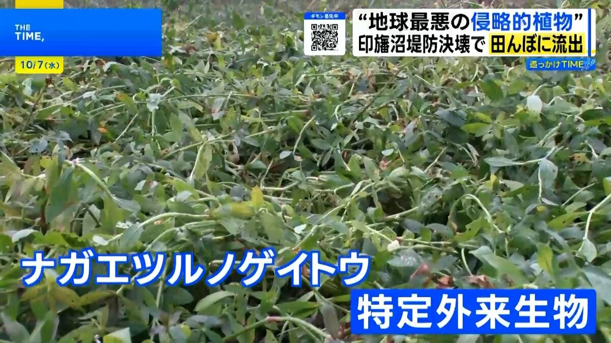印旛沼決壊で“地球最悪の侵略的植物”ナガエツルノゲイトウが流出 ポンプ停止で水害リスクも…農家を悩ます驚異の生命力とは【THE TIME,】