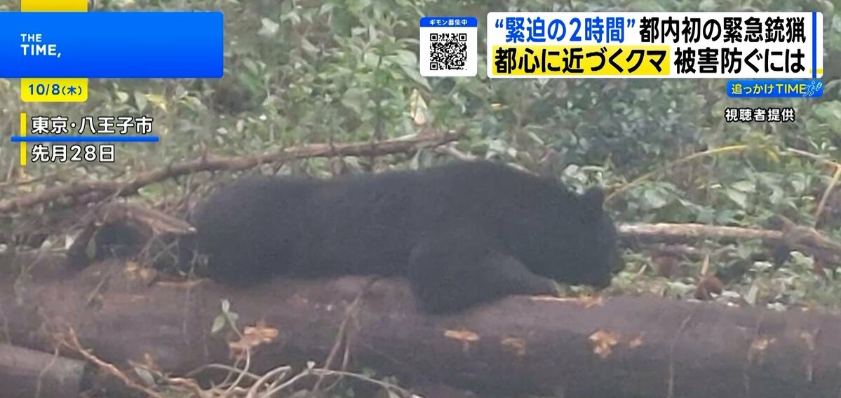 都内初 クマ緊急銃猟の舞台裏 駆除まで2時間 現場ハンターの“もどかしさ”と都市に迫る危険【THE TIME,】