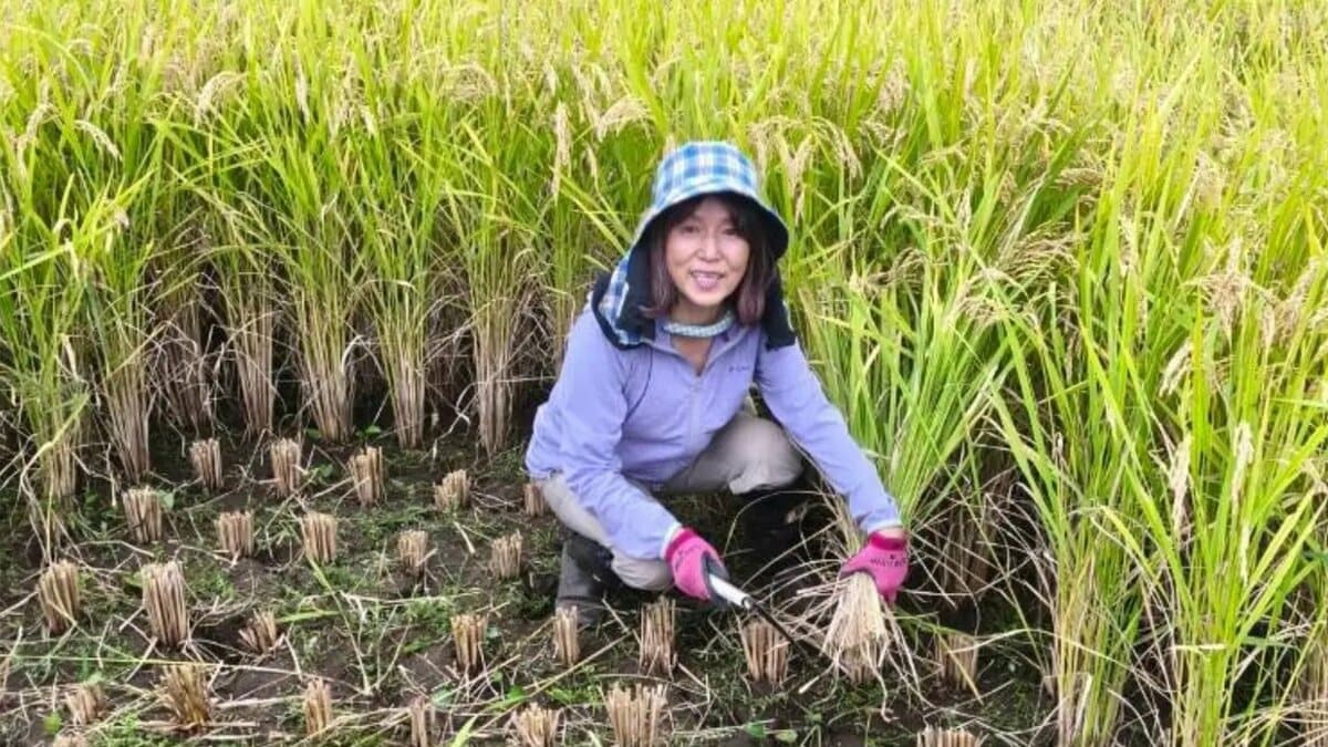 【 磯野貴理子 】 “きり田んぼ”で待ちに待った稲刈り 鹿の被害乗り越え「嬉しい豊作」 天日干し「はざ掛け」に「新米が楽しみ」と反響