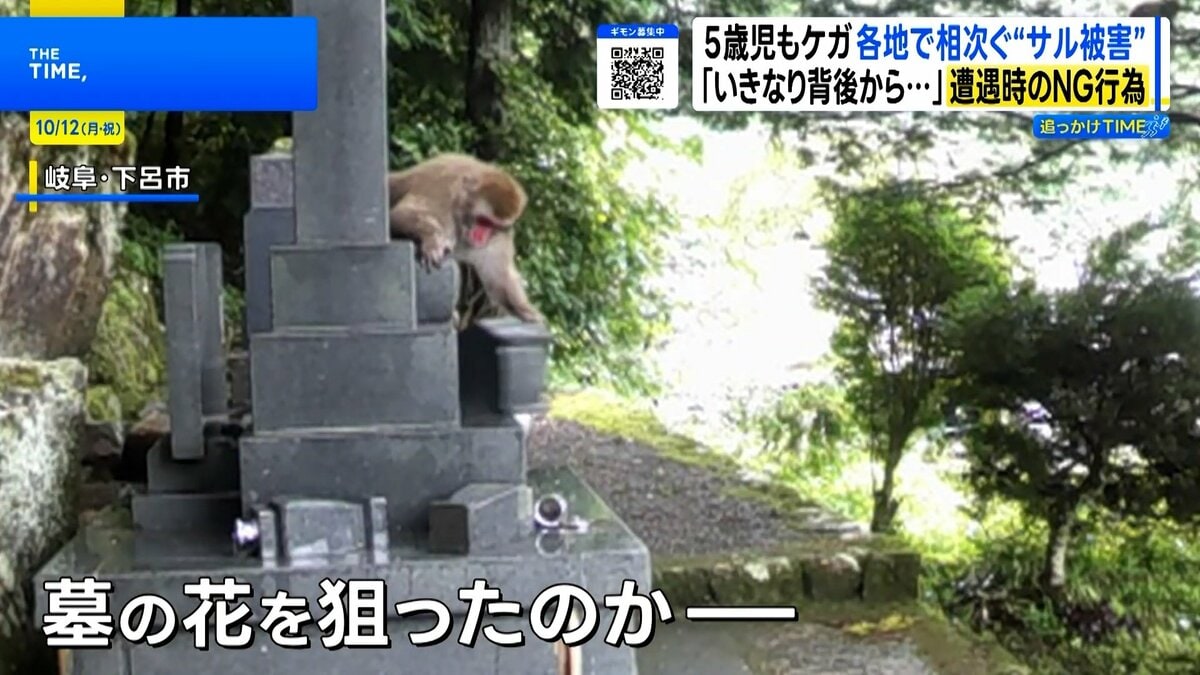 繁殖期でサル被害増加!背後から襲われケガも…遭遇時に絶対やってはいけないNG行動とは?【THE TIME,】