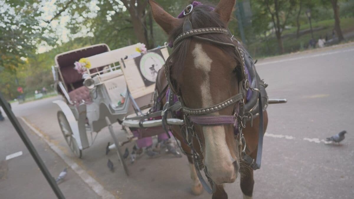 セントラルパークの馬車が廃止へ 米NY市議会が法案を採択