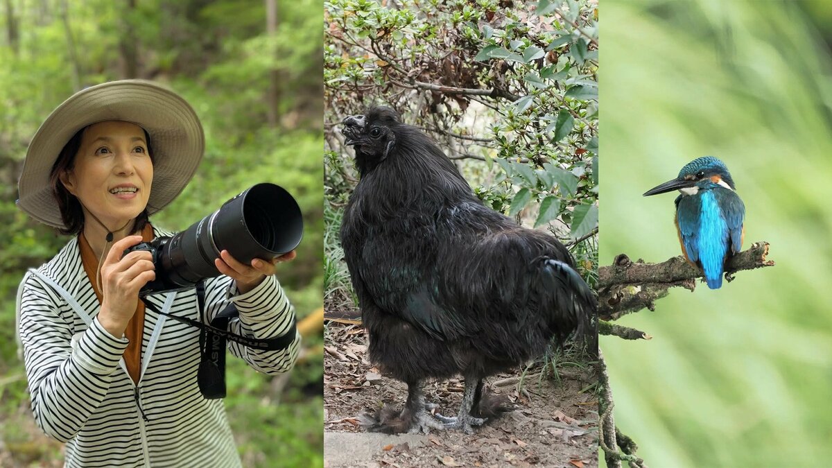 【 磯野貴理子 】 熱田神宮で名古屋コーチン&黒烏骨鶏に遭遇 独特な顔立ちに「目がおかしいのかなと二度見」 カワセミショットにも反響