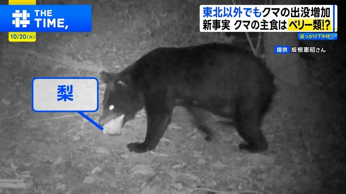 西日本でクマ出没が急増 エサを失い昆虫まで食べる異常事態「今年ほど最悪な年はない」【THE TIME,】【追っかけTIME】