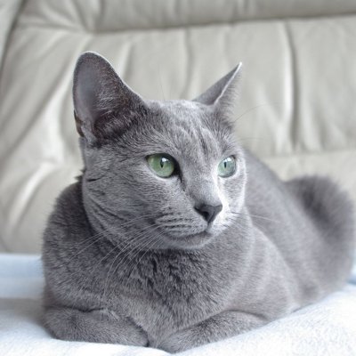 Cat34397.jpg