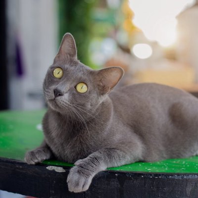 幸運を呼ぶ猫種『コラット』を知っていますか?そう言われる理由や魅力をご紹介 | Cube ニュース