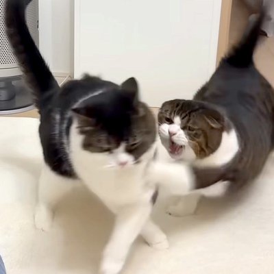 久しぶりに会えたのに、2匹のネコが兄弟喧嘩をしてしまい…夜になって