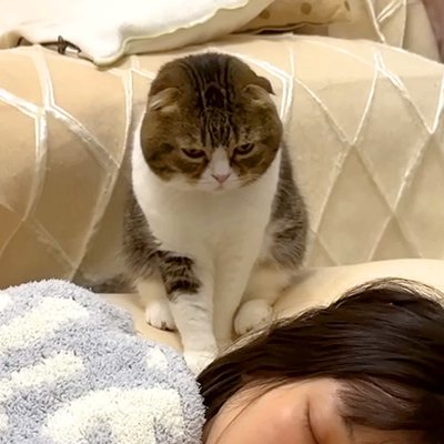 猫好きママページ 休日の朝5時、リビングで寝落ちしたママ→猫が起こそうとして…思わず