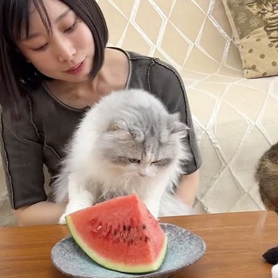 初めて見る『スイカ』に無関心な子猫が先住猫の反応で一変…微笑ましい