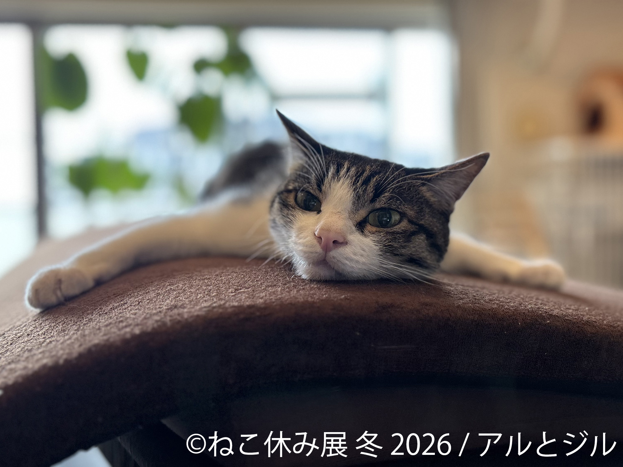 ねこ休み展 冬 2026』で猫クリエイターたちが冬の魅力を表現！ 新作