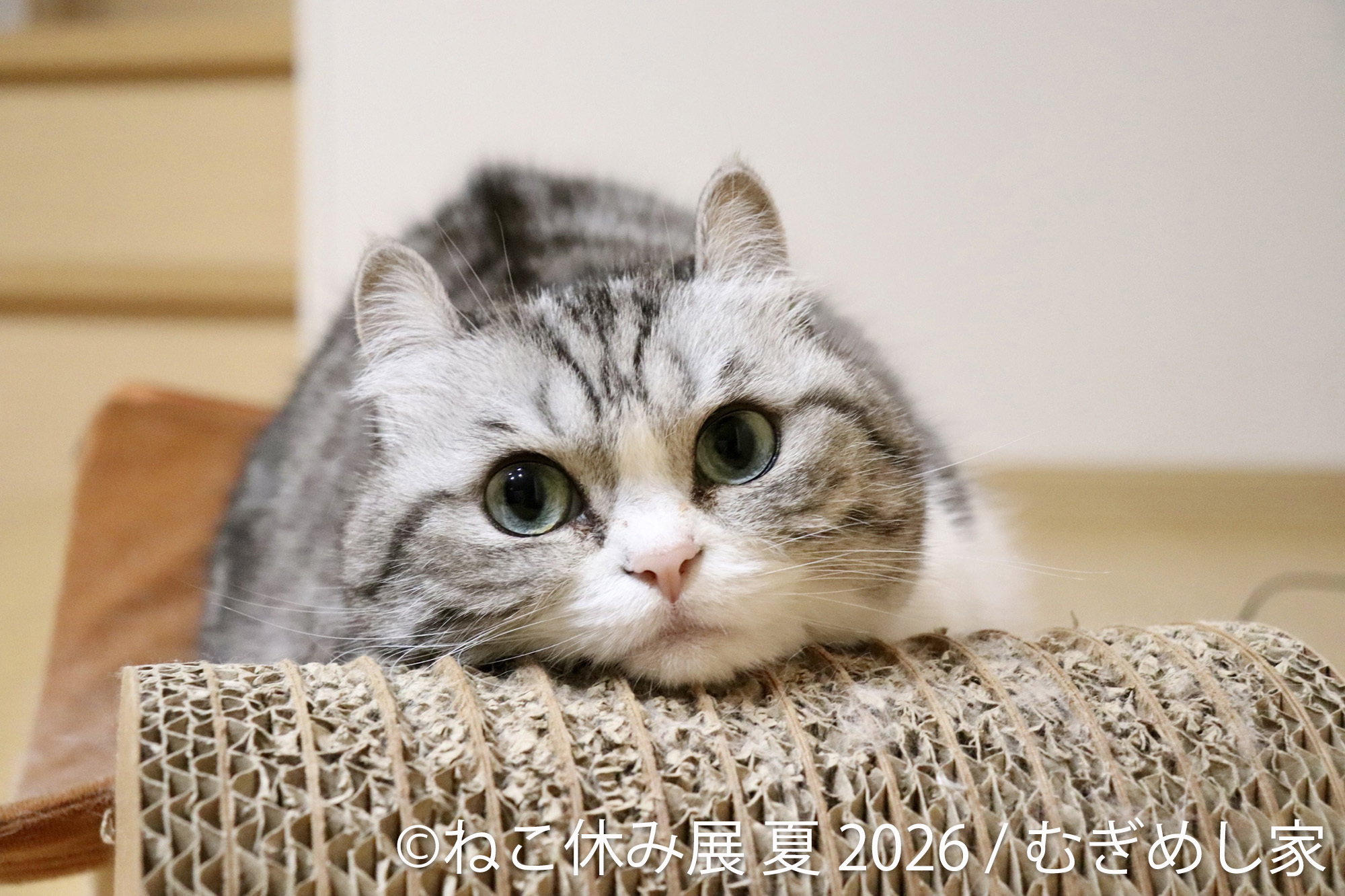 ねこ ねこ休み展 夏 2026」浅草橋で開催！人気猫クリエイターとスター猫たち