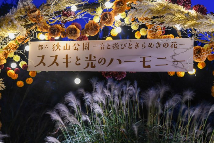 全国でも初の試み!? 「花と光のムーブメント 狭山公園」で“ススキのライトアップ”を体験
