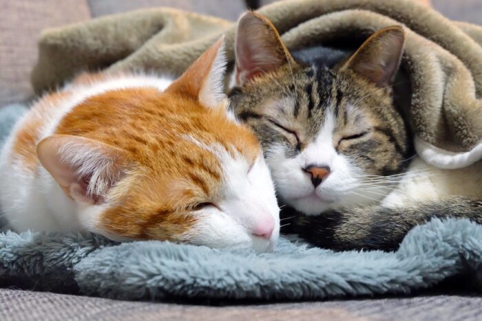 猫はキャットフードの何を気にする? 味蕾は人間の約1/20、ロイヤルカナンが注目した「食感」