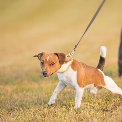 安い リードなしで犬の散歩 逮捕