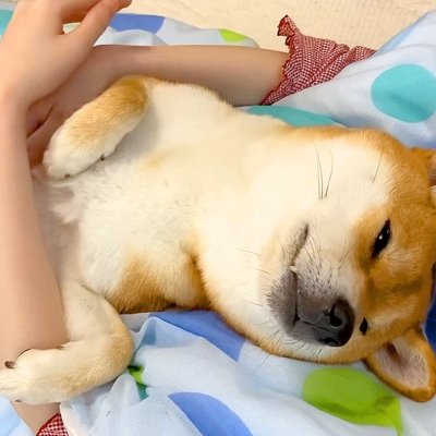 飼い主を『布団代わり』にする柴犬…幸せそうな『爆睡っぷり』がかわいすぎると41万再生「完全に人間化してるｗ」「子どもみたい」と悶絶 | Cube  ニュース