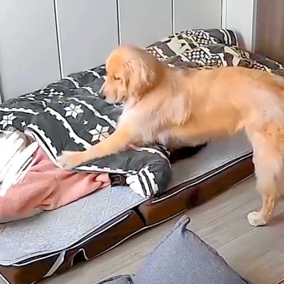 早朝、大型犬が『早く起きて！』と急かすので起きた結果…嘘のような『まさかの結末』が48万再生「自己中すぎて草」「親の気持ち子知らず ...