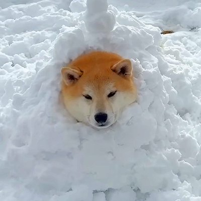 雪山で『かまくら』を作った結果、犬が…思った以上に『気に入り過ぎて