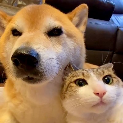 犬2匹と猫3匹が一緒に暮らした結果→涙が出るほど尊い『仲良しすぎる光景』が9万再生「素敵で泣いた」「大切なこと教えられる」と感動の声 ...
