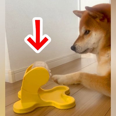 オヤツが出てくるおもちゃで遊ぶ犬→まるで『コントのような結末』が152万再生「そんなことある？w」「え？ってなってるの可愛い」と絶賛 ...