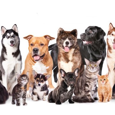 人気な犬種ランキングTOP5【2025年最新版】ワンコを迎える前に知っておきたい犬種ごとの魅力まで | Cube ニュース
