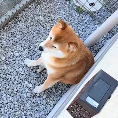 なぜかお庭で動かない犬→視線の先を見てみたら…思ってもみなかった