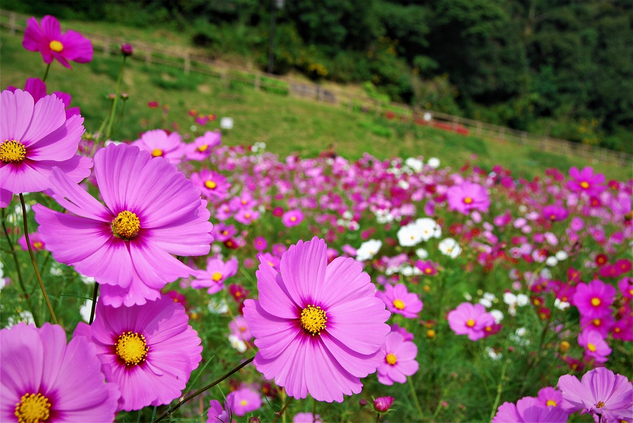 横須賀市くりはま花の国、約100万本のコスモスが開花する「コスモスまつり」9月7日より開催！三浦半島最大級・入場無料で「花摘み大会」も実施