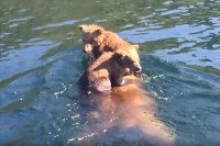 熊って泳げるんだ！2匹の子グマを背中に乗せて湖を横断!! 子供を守る母親グマの泳ぎっぷりがたくましい!!