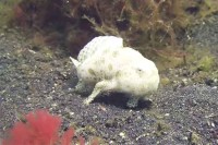 【動画】ヒレでヨチヨチと海底を歩く『カエルアンコウ』が愛くるしいと話題に！