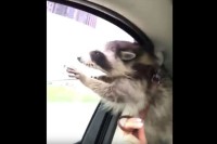 【動画】風をキャーーッチ！ドライブで風を受けながら興奮するアライグマ