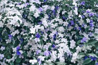 ため息が出るほど美しい！紫から白へと次第に色が変わっていく不思議な花、その正体は『匂蕃茉莉（ニオイバンマツリ）』といいます！！