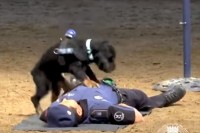 倒れている人間に心肺蘇生を実践する警察犬…デモンストレーション映像が話題に！